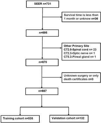 Clinical independent prognostic factors and overall survival prognostic nomogram for intracranial subependymoma: A SEER population-based analysis 2004–2016